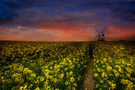 Sunset Field Flowers Windmill Landscape Wallpapers Hd Desktop And