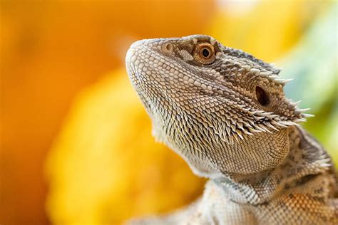 Exotic Pet Care The Dos And Donts Of Caring For Exotic Animals