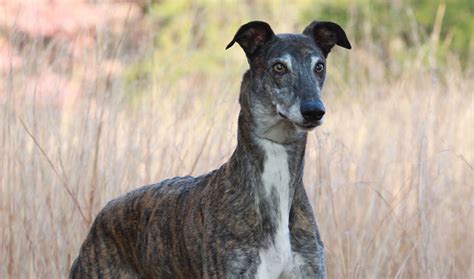 greyhound breed information