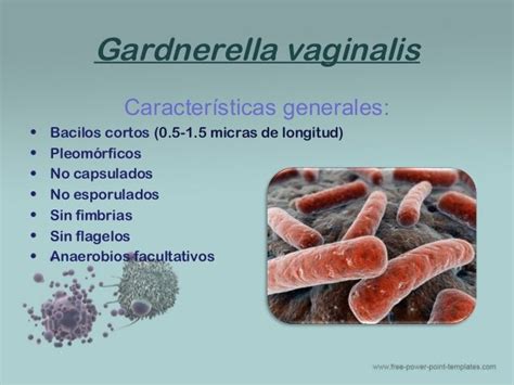 Gardnerella Mubilluncus Y Lactobacillus