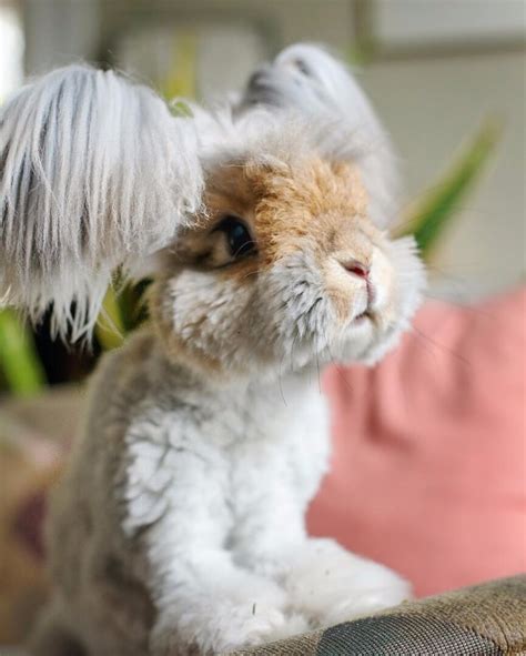 Adorable Angora Fluffy Rabbit Look Like A Living Doll