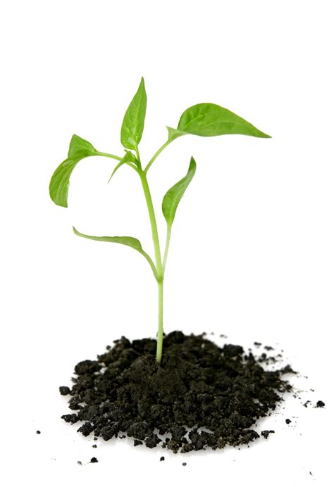 Download Growing Plant Picture Free Clipart Hq Hq Png Image Freepngimg