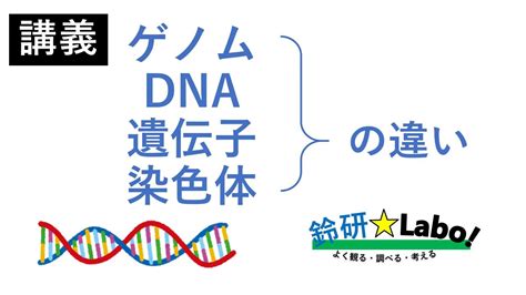 染色体 ゲノム 遺伝子 Dna ヌクレオチド の違いを初心者向けにわかりやすく解説！ 小学生・中学生でも興味が持てるよう