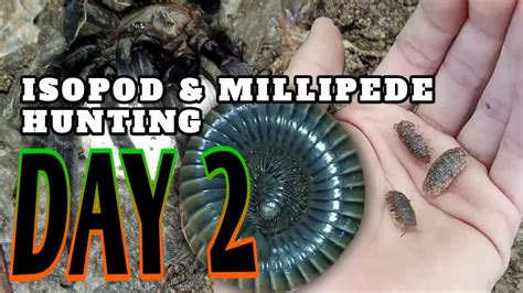 Isopod And Millipede Hunting Philippines Day 2 Youtube