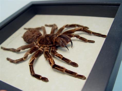 I can admit, as spiders go, the brazilian jewel tarantula (or typhochlaena seladonia) is one of the prettier arachnids out there, with its fuzzy pink and iridescent blue legs. Acanthoscurria juruenicola Female Giant Real Framed ...
