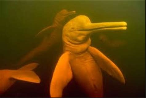 River Dolphins In The Bolivian Amazon Inia Boliviensis
