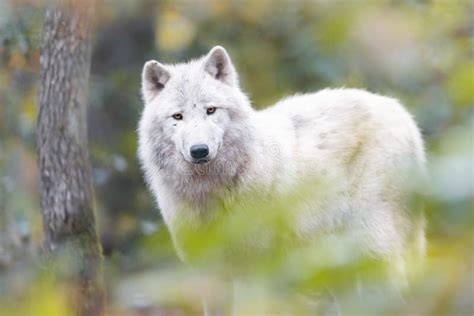 Artic Wolf Stock Image Image Of Calm Reserve Natural 13187625