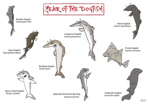 This Was For Year Of The Dog Shark Version Cartoon Drawings Animal