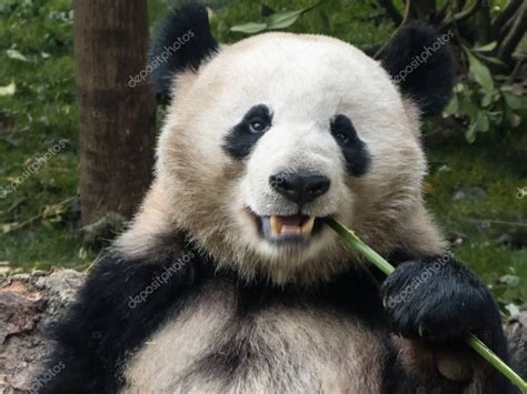 Oso Panda Gigante Hambriento Comiendo Bambú 2023