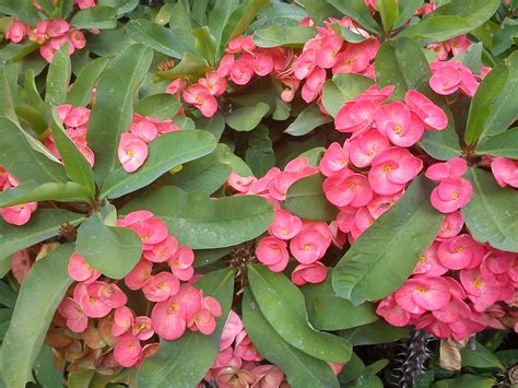 Plant Of The Month Crown Of Thorns Euphorbia Milii Moore Park