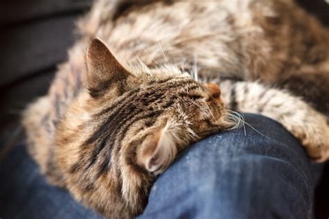 6 Ways Cats Are Just Like Dogs Only Better Catster
