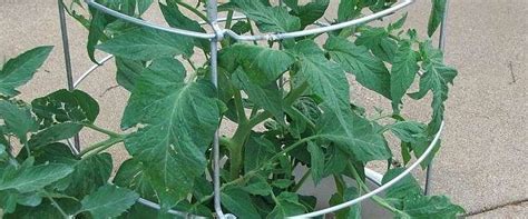 The fruits weigh on average from 400 to 800 grams. Tomato Lycopersicon lycopersicum 'Yellow Brandywine ...