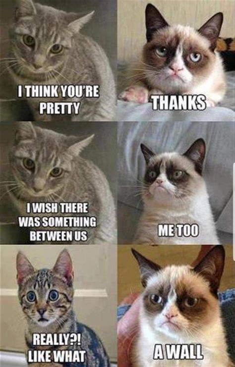 Grumpy Cat Cringe 4panelcringe Grumpy Cat Humor Funny Cat Memes