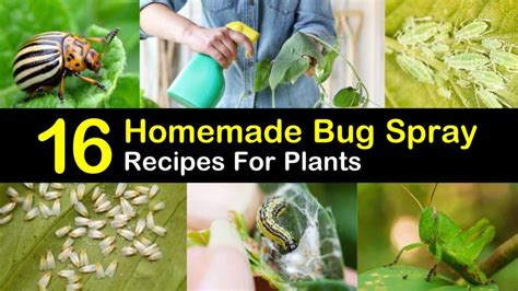 16 Do It Yourself Bug Spray Recipes For Plants Bug Spray For Plants