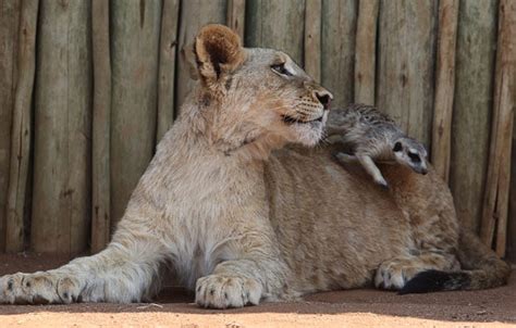 Best Of Furry Friends Lion And Meerkat Strike Up Friendship That