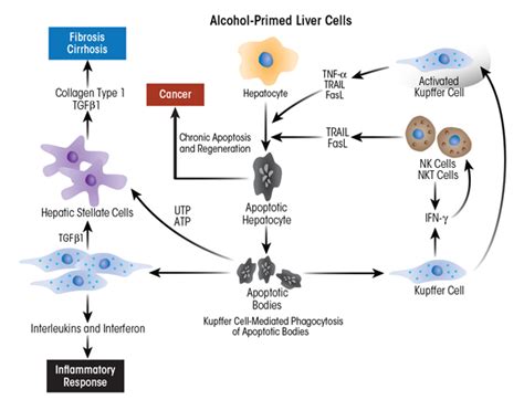 Alcoholic Liver Disease Pathogenesis And Current Management Alcohol