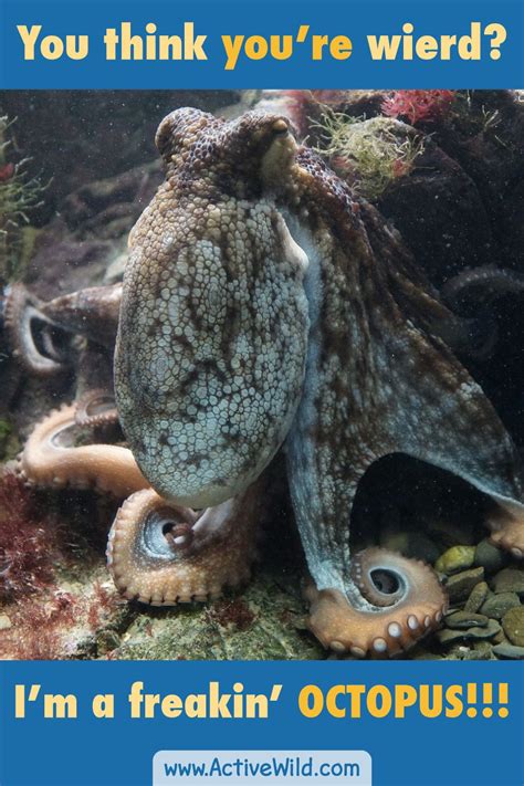 Common Octopus Facts For Kids And Students Pictures Information And Video