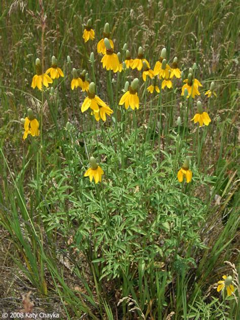 To get the most blooms (and the sturdiest plants), plant your purple coneflowers in a spot that gets at least six to eight hours of full. Ratibida columnifera (Prairie Coneflower): Minnesota ...