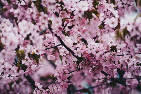 Photo Of Pink Cherry Blossoms · Free Stock Photo