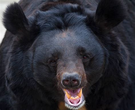 50 Tibetan Black Bear Stock Photos Pictures And Royalty Free Images
