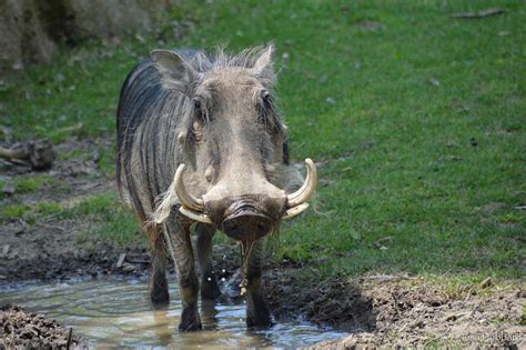 It opened in 1875, just 14 months after the philadelphia zoo on july 1, 1874. Summer Season Starts Tomorrow at the Cincinnati Zoo ...