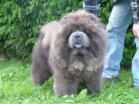 Full Grown Chow Chow Dog Dog Breeds Picture