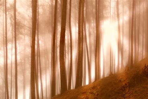 Landscape Forest Light Tree Sun Rays Self Adhesive Vinyl Wallpaper