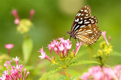 Wallpaper Butterfly Flowers Patterns Hd Widescreen High