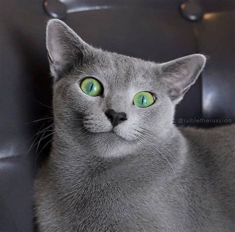 Disini kami akan sedikit mengupas fitur serta fungsi agar kalian lebih dapat memahaminya. cats with pawsitive auras on Twitter in 2020 | Russian ...
