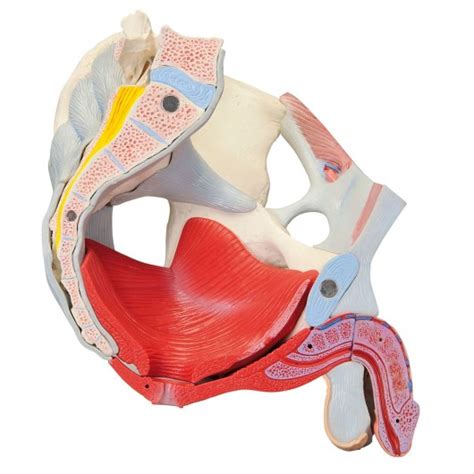 Male Pelvis Skeleton Model With Ligaments Vessels Nerves Pelvic Floor Muscles And Organs 7