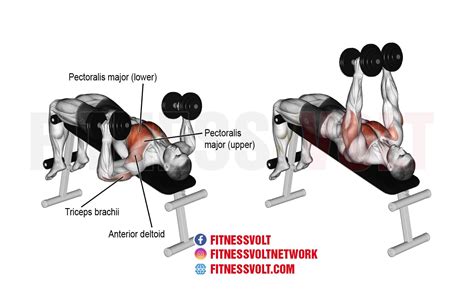 Close Grip Dumbbell Press Muscles Worked Performance Tips And