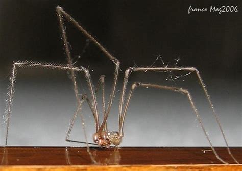 img 4005 il ragno dalle gambe lunghe gambe da modella bes… flickr