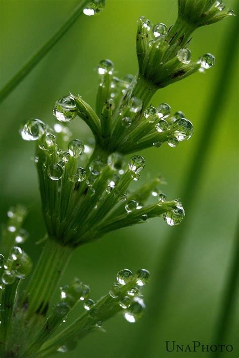 Macro Dewdrops~ Water Art Nature Water Nature Photography Flowers
