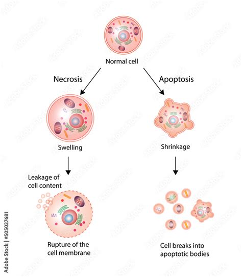 Necrosis And Apoptosis Of Normal Cell Cell Death Labeled Outline