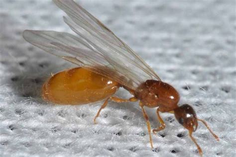 Que faire quand on ressent des fourmis dans les mains ? Contrôle des fourmis voleuses dans votre maison et votre cour