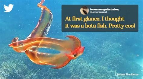 Rare Blanket Octopus Spotted After 20 Years In Australia Trending