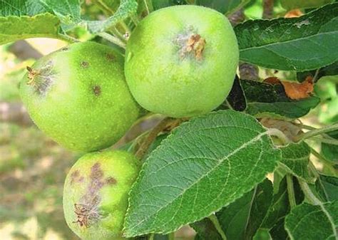 The need for fertilizer in the home orchard should be based on soil test results and annual shoot growth. Wet, cold weather could take toll on ornamental, fruit ...