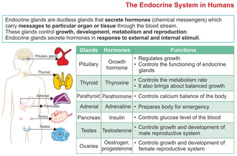 The Endocrine System In Humans A Plus Topper