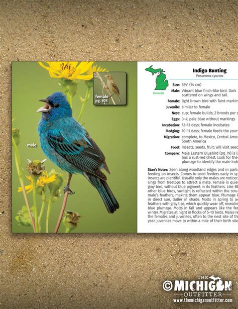 Birds Of Michigan Field Guide The Michigan Outfitter