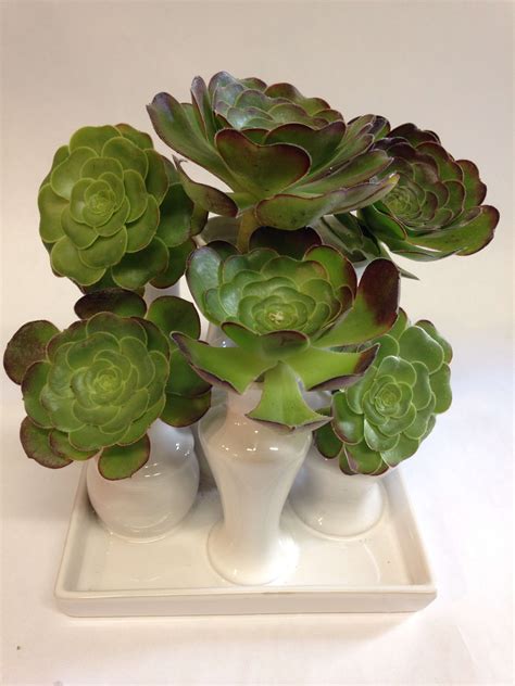 Aeonium Succluent Arrangement Pre Order In San Francisco Ca