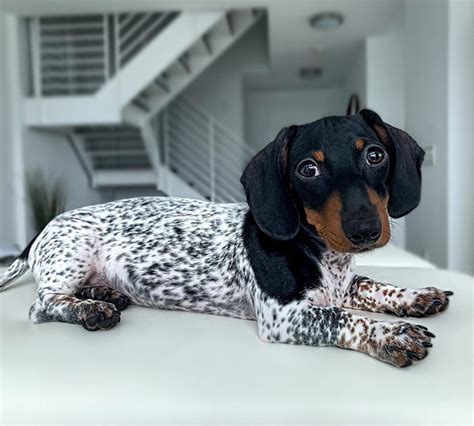 Meet Moo A Mini Dachshund Who Is A Certified Head Turner For Looking