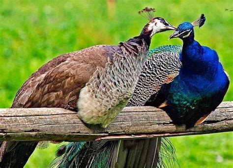The Best 13 Peacock Couple Aboutanothercolors