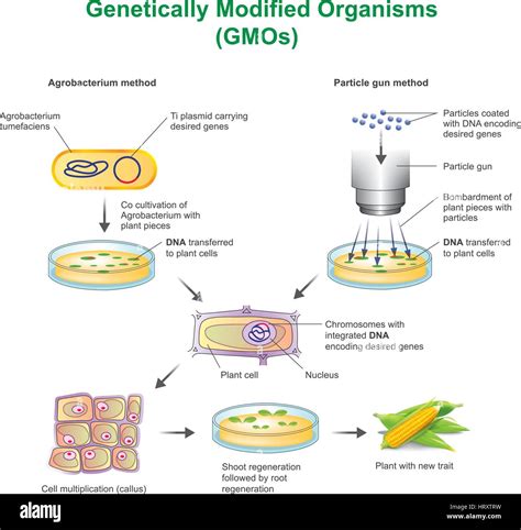 A Genetically Modified Organism Gmo Is An Organism Or Microorganism