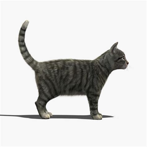 On our site you can download 3d models for free and without registration, 3dmax, poser, and other 3d models in 3d computer graphics, 3d modeling is the process of developing a mathematical representation of any surface of an object (either inanimate or living) in. cat mackerel tabby fur 3d model