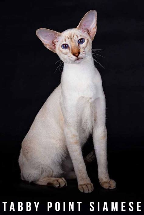 Tabby Point Siamese Everything You Need To Know