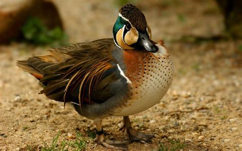 Common Teal Duck Breeds Teal Duck Duck