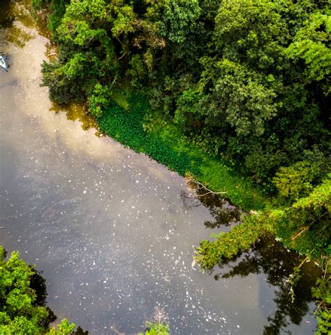 Amazon Rainforest Released More Co2 Than It Has Absorbed Since 2010