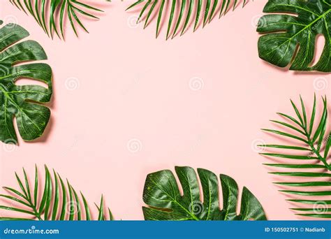Tropical Leaves On Pink Background Stock Image Image Of Green