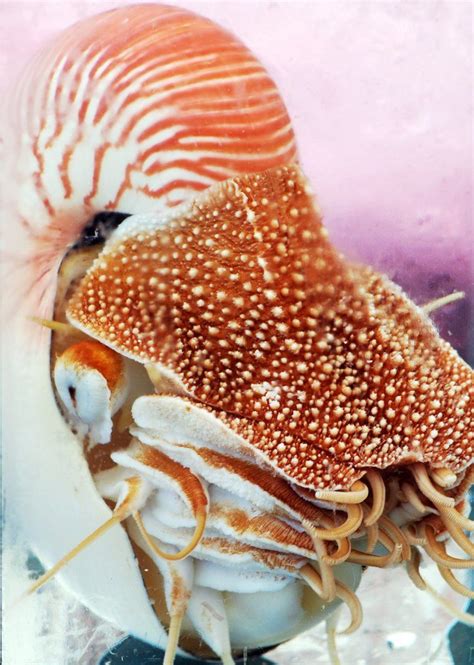Nautilus 002 Nautilus Ocean Creatures Marine Animals