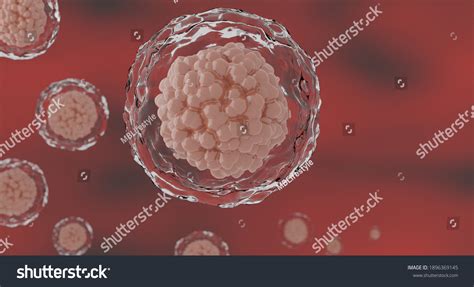 3d Human Cell Embryonic Stem Cell Stock Illustration 1896369145